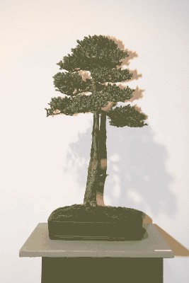 Juniperus squamata 2.JPG
