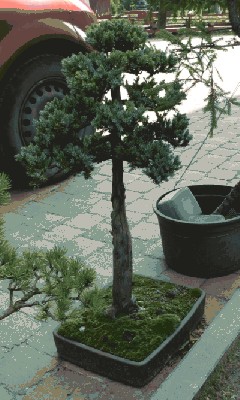 Juniperus squamata 1.JPG