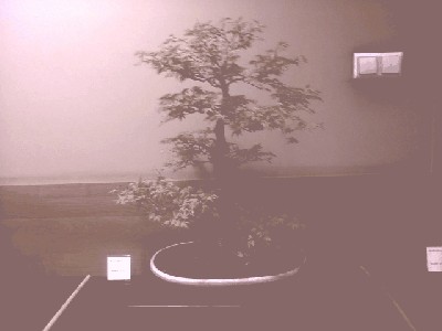 Asha2497sb.jpg