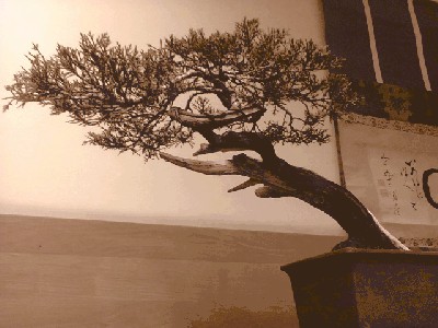 Asha2483sb.jpg